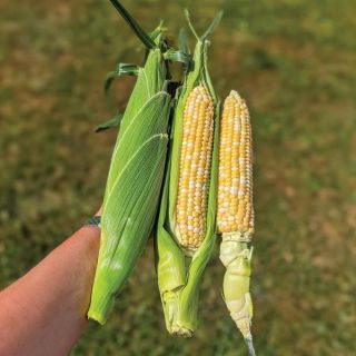 Awaken Corn Thumbnail